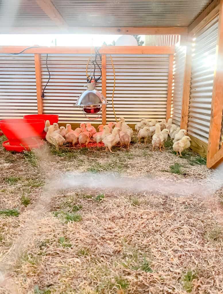 how-long-do-chicks-need-a-heat-lamp-ninnescah-made
