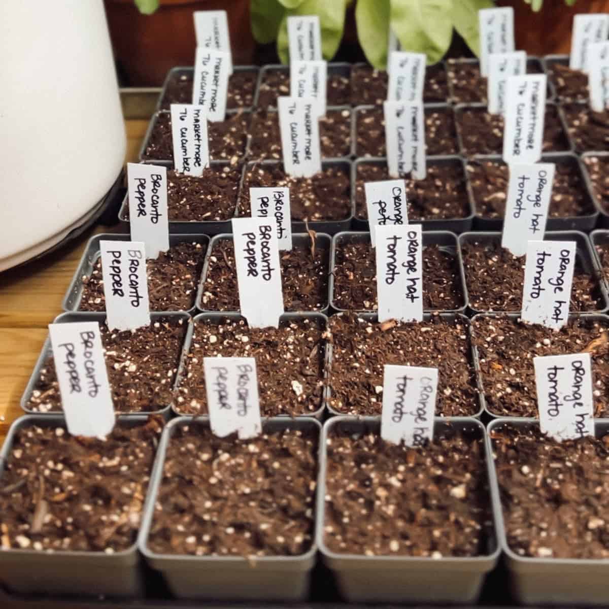 A Beginner's Guide to Growing Peppers in Zone 6 Ninnescah Made