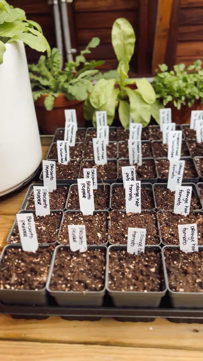 A flat of pepper seeds that have just been planted.