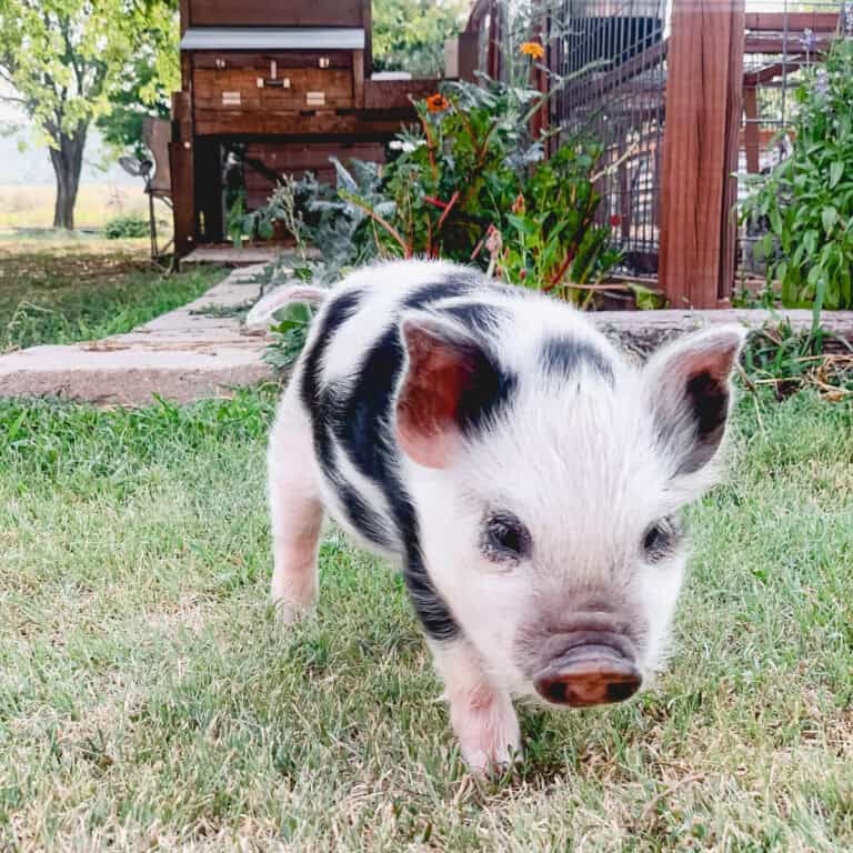 A piglet in front of a late summer garden zone 6B.