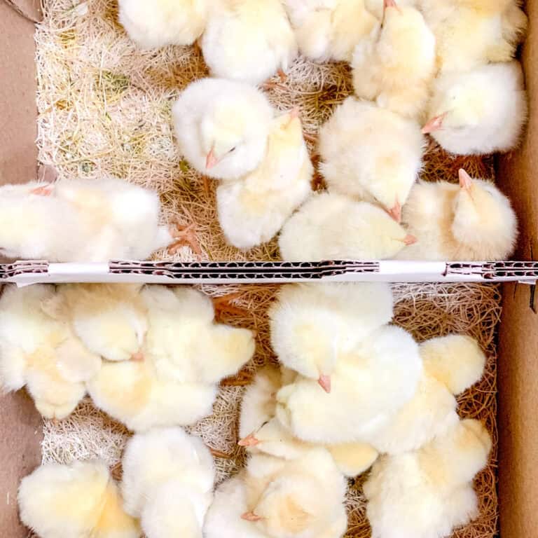 A box of cornish cross meat bird chicks.