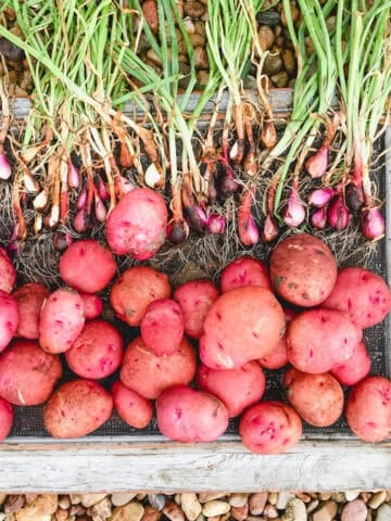 A group of freshly harvested and rinsed new potatoes drying in the garden.