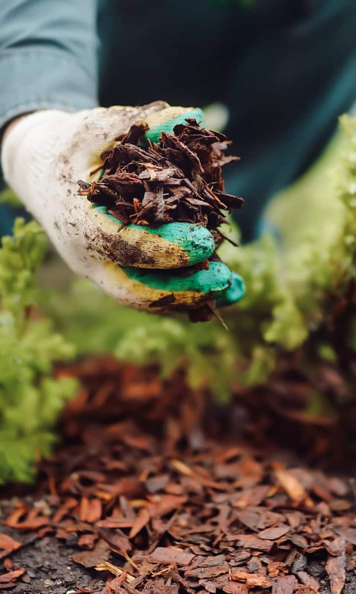 A garden glove covered hand holding cedar mulch discussing the pros and cons of cedar mulch.