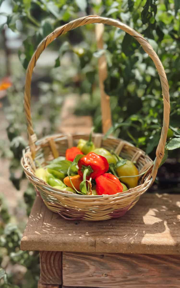 A basket of pepperoncini peppers sitting on a raised garden bed.
