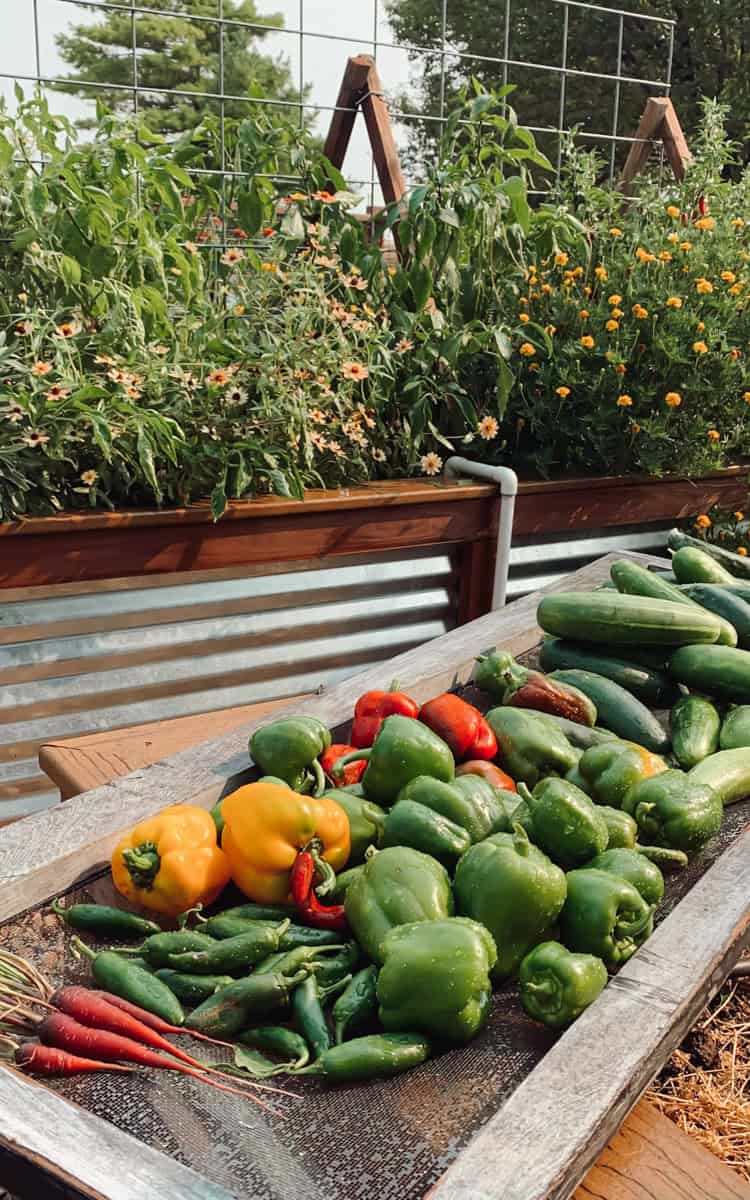 A harvest of fresh picked peppers and tomatoes.