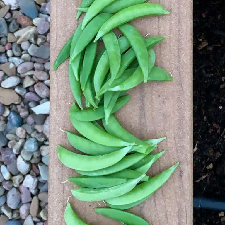 When to plant peas zone 6.