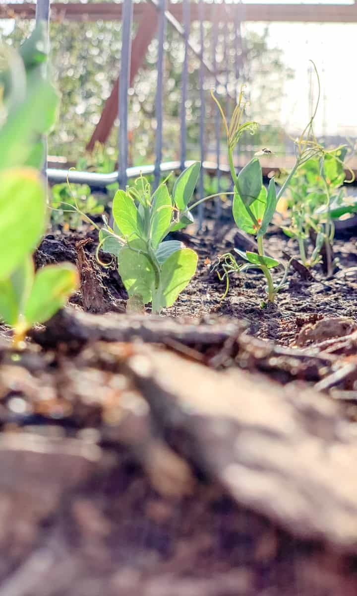 Direct sown snow peas in the garden raised bed in zone 6B.