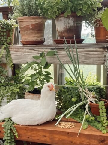 A white super blue hen in a greenhouse, nestled amongst the plants with a little pile of chicken scratch grains for a blog post about what not to feed chickens.