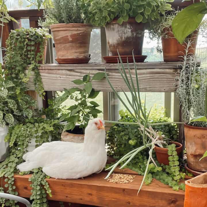 A white super blue hen in a greenhouse, nestled amongst the plants with a little pile of chicken scratch grains for a blog post about what not to feed chickens.