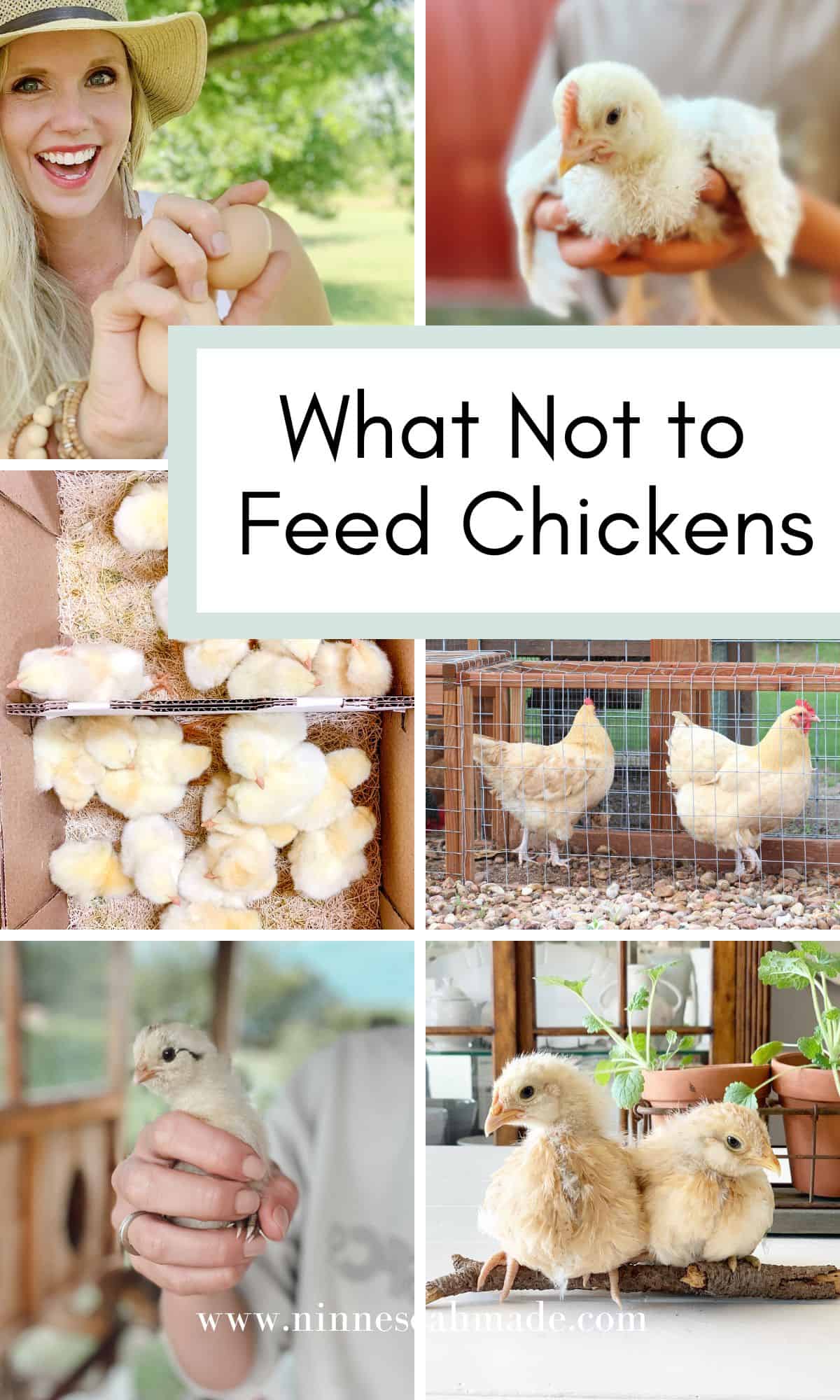 A graphic that says what not to feed chickens and has cute pictures of chicks and chickens.