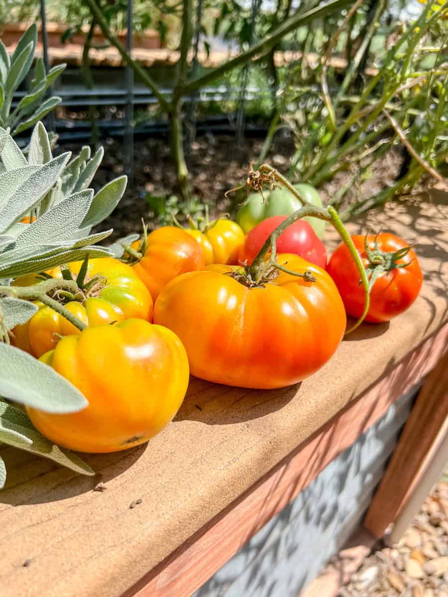 Heirloom tomatoes on a raised garden bed.