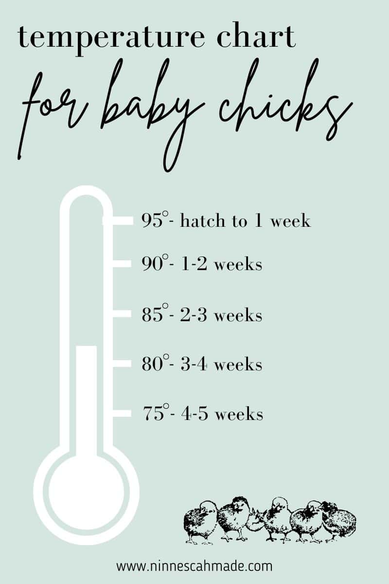 A graphic showing a temperature chart for raising baby chicks.