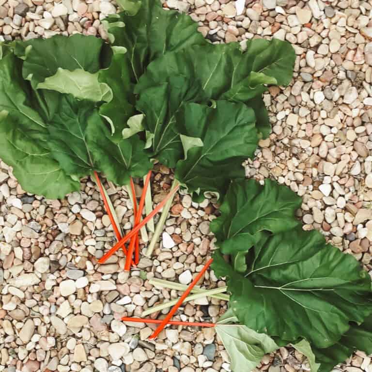 How to grow rhubarb from seeds or starts with stalks of bright green and red on rocks.