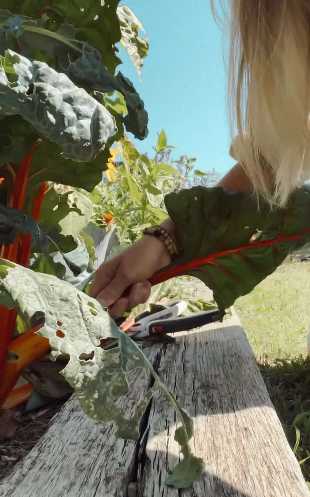 Meg picking Swiss chard in the garden.