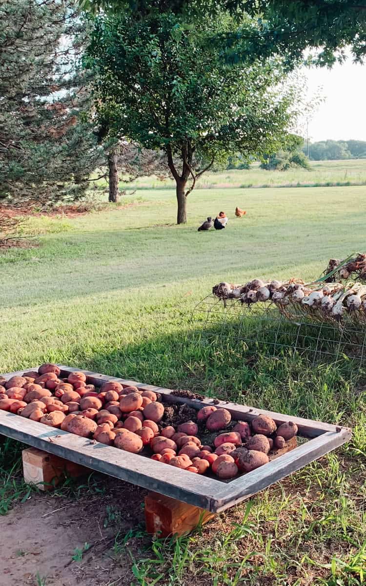 A vintage wire screen with fresh harvested potatoes curing in the shade.
