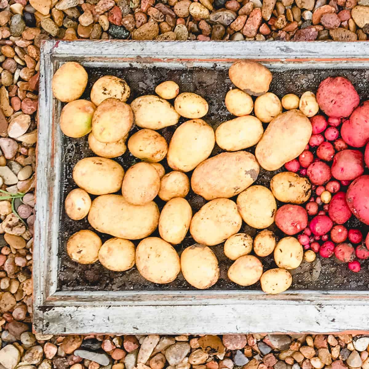 How To Know When To Harvest Potato Plants - Ninnescah Made