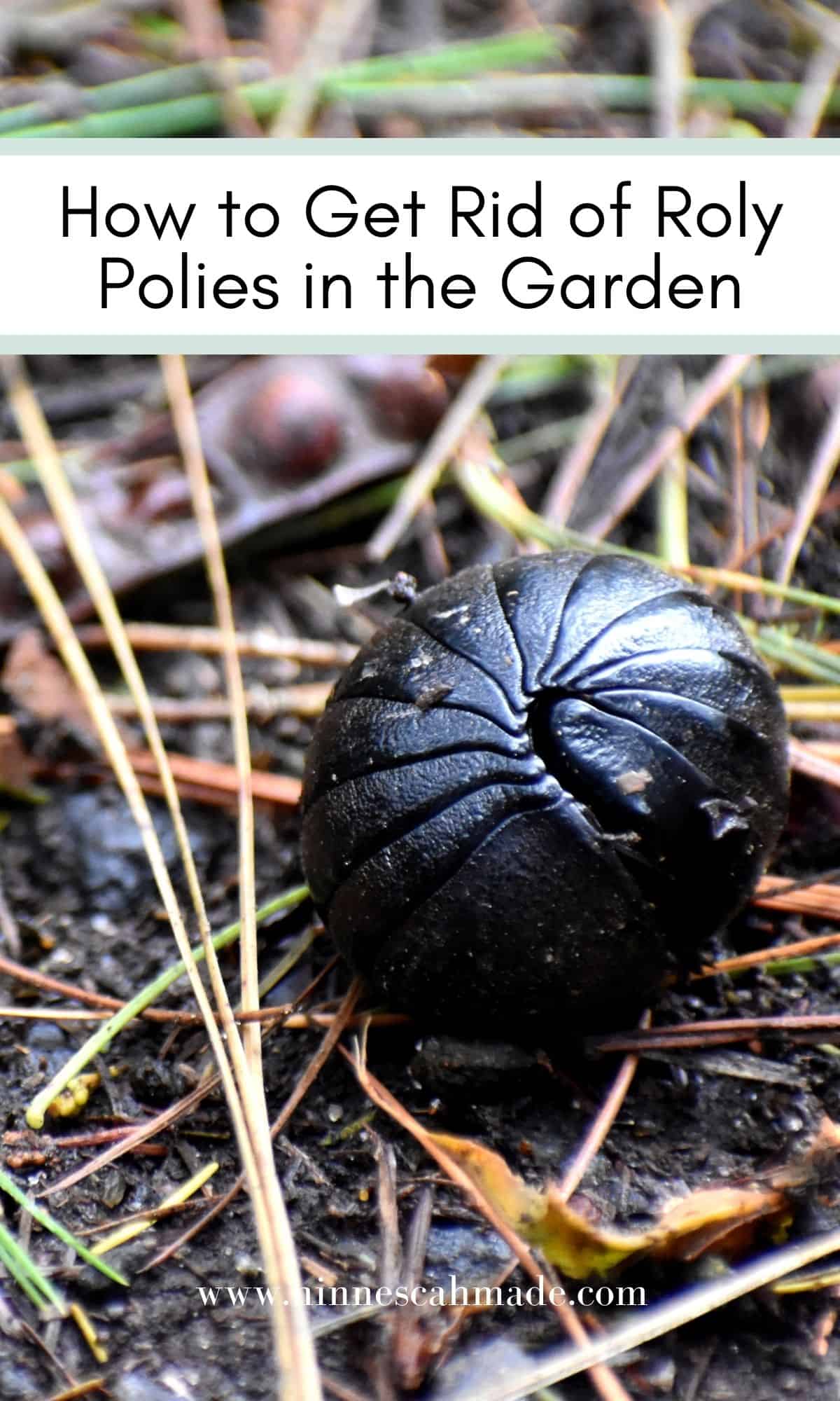 A graphic with a picture of a rolled up pill bug that says how to get rid of pill bugs in the garden.