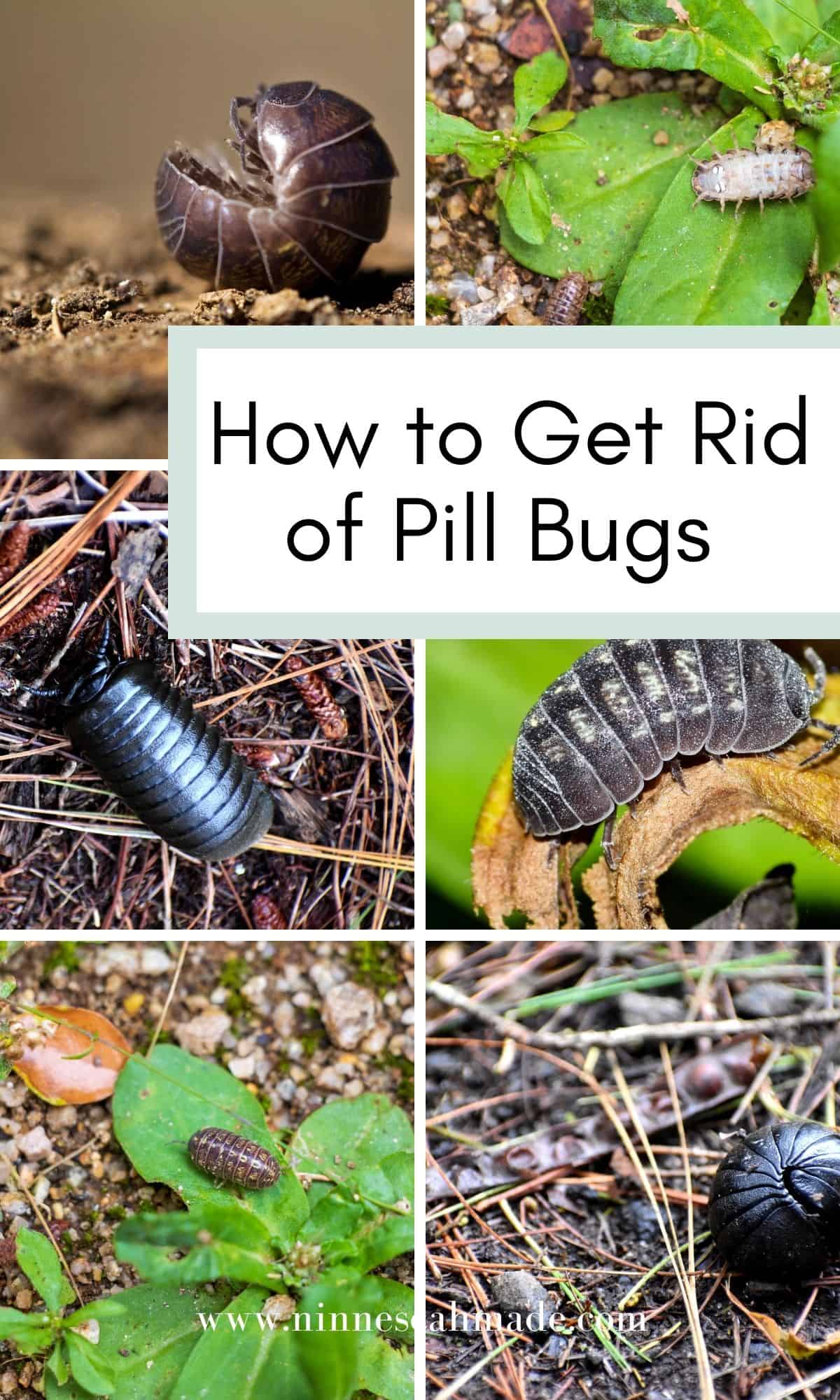 A graphic showing how to get rid of pill bugs in the garden.