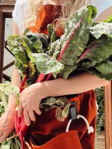 A guide for growing swiss chard showing a woman holding chard in her arms in front of a greenhouse.