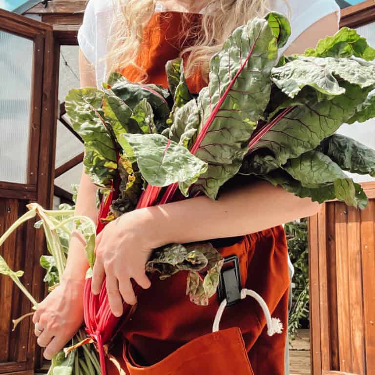A guide for growing swiss chard showing a woman holding chard in her arms in front of a greenhouse.
