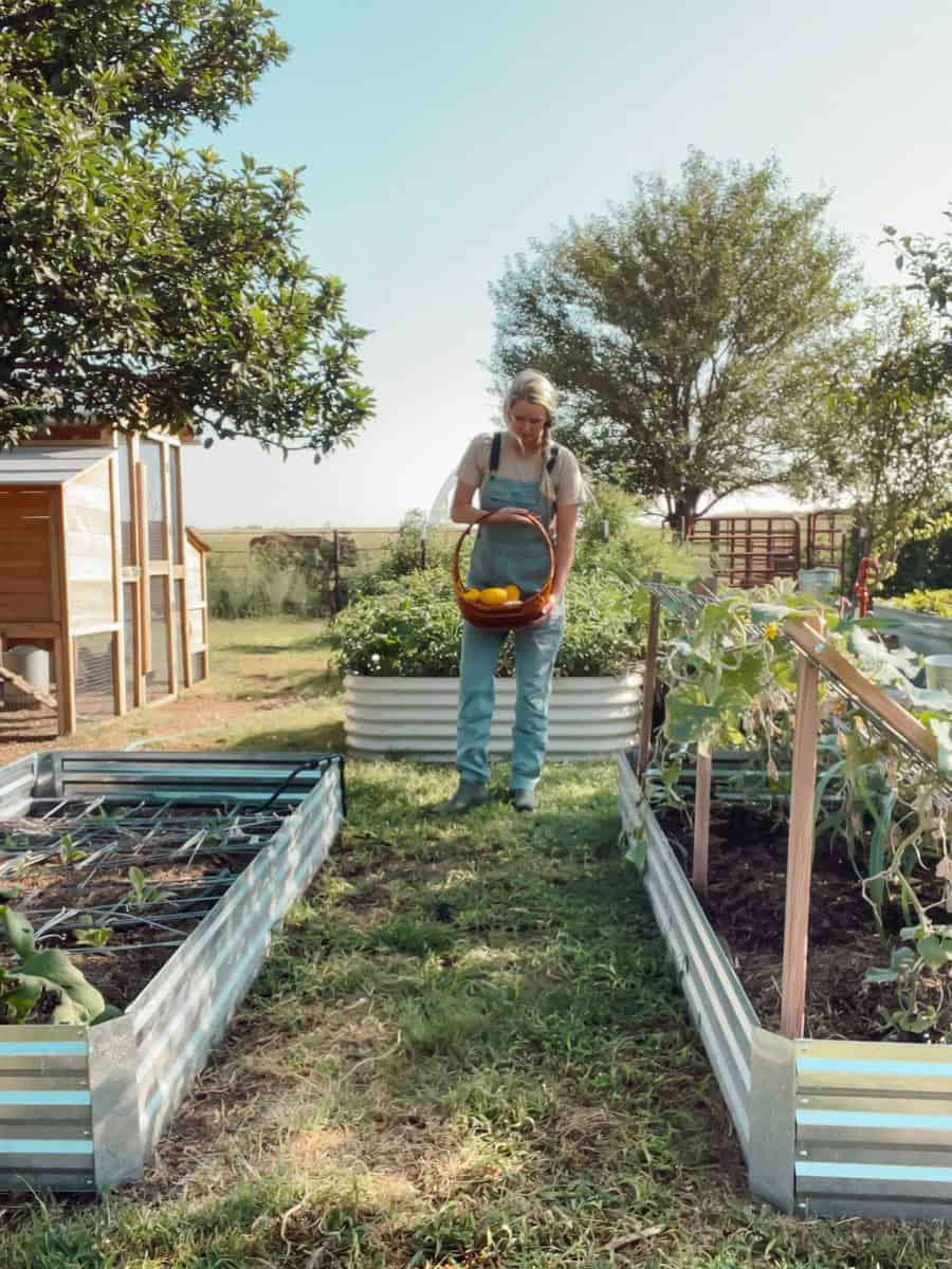 Meg from Ninnescah Homestead harvesting squash in front of vego beds.