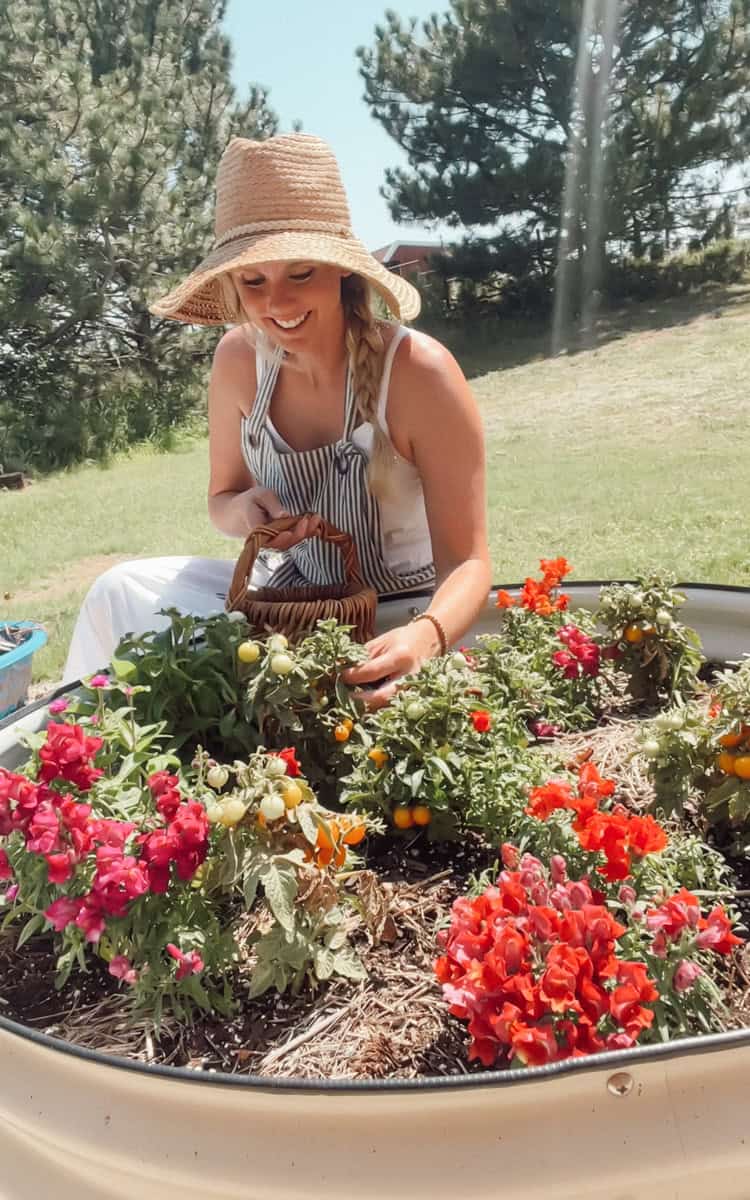 Meg from Ninnescah Homestead and Ninnescah Made blog in a sun dress with a floppy garden hat harvesting from a vego bed.