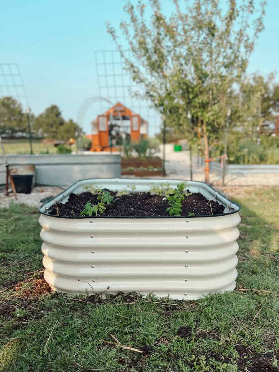 A vego garden raised bed at Ninnescah Made and Ninnescah Homestead with tomatoes planted in it.