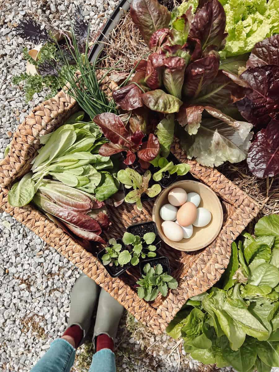A round vego garden bed with freshly harvested lettuce and salad greens in a basket.