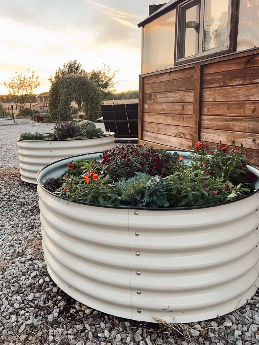 Two round vego garden beds at sunset panted wtih pansies and mums.