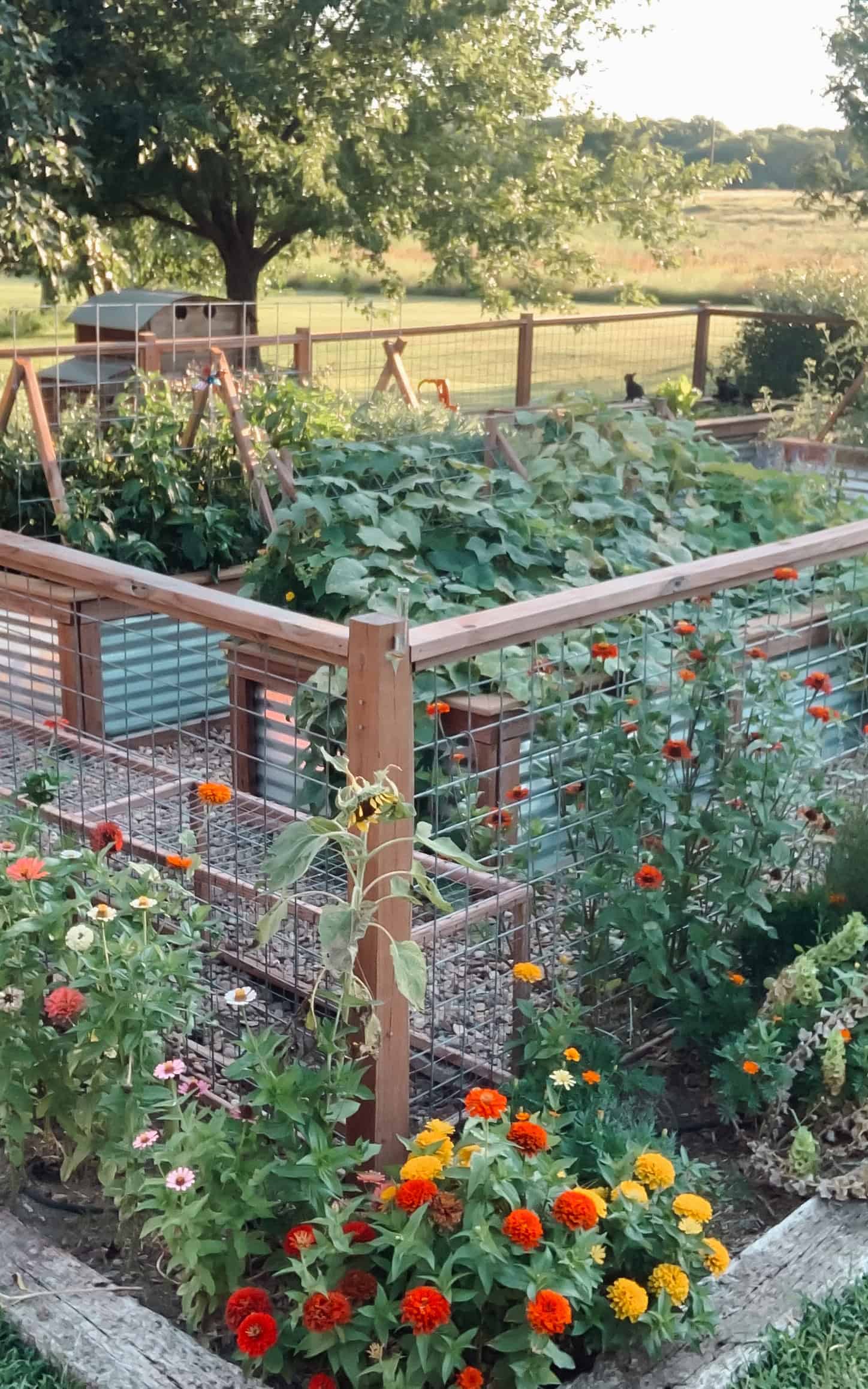 A cucumber trellis in a raised bed garden.