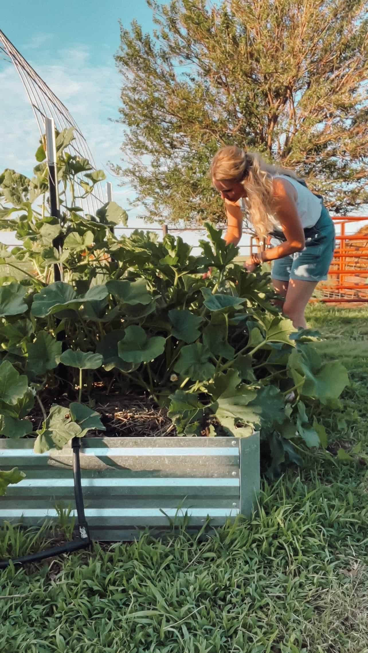 Meg harvesting zucchini from a raised garden bed.