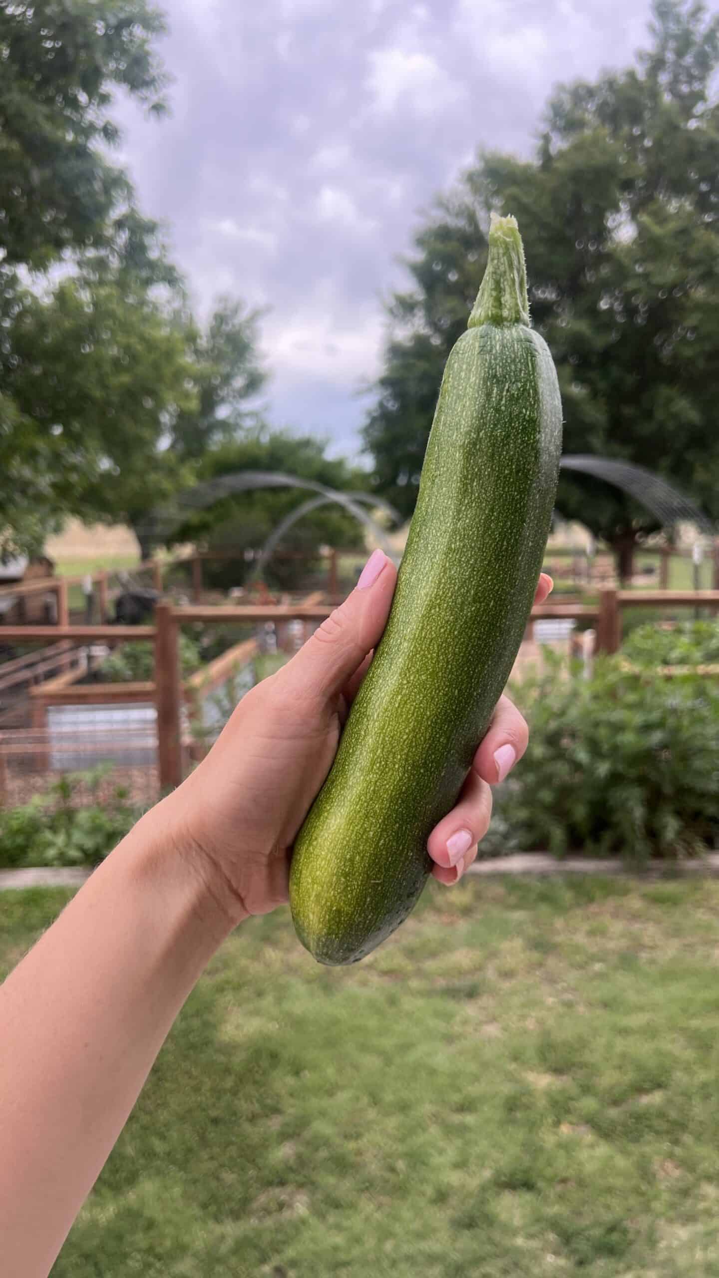 A hand holding a zucchini in front of a raised bed garden.