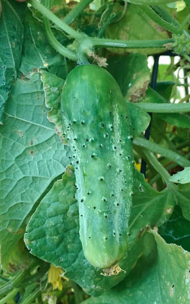 A Chicago pickler cucumber hanging on a lean-to style trellis.
