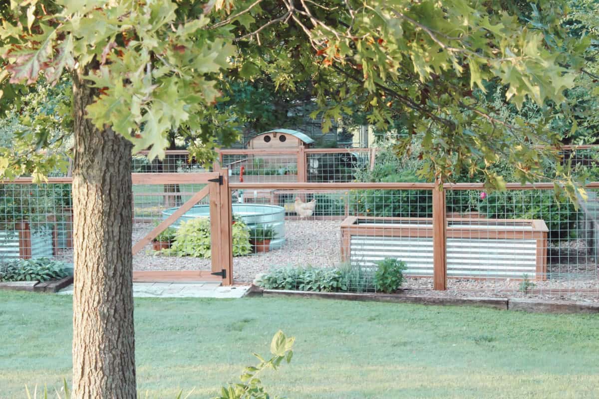 A view of a raised bed garden with galvanized raised beds, a stock tank pool, chicken coop and chicken run.