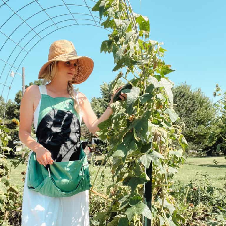 Picking cucumbers off an arched trellis.