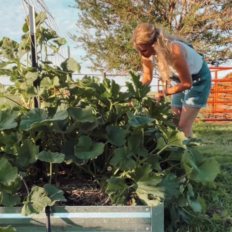 A guide to Growing Zucchini From Seeds with meg picking a zucchini from a raised bed.