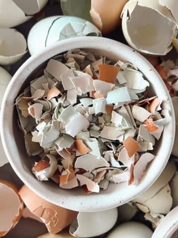 A bowl of egg shells broken up for chickens to eat.