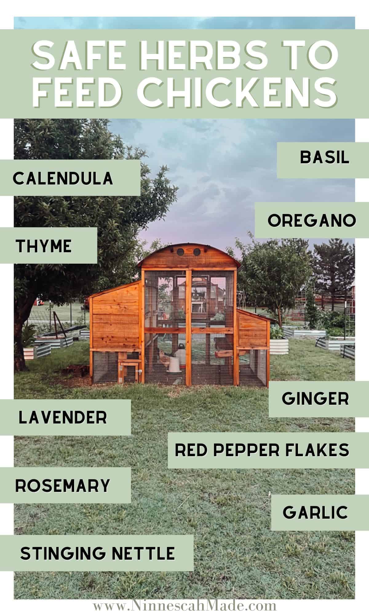 An infographic with a photo of a chicken coop and a list of safe herbs to feed chickens.