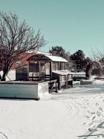 A snow covered garden and chicken coop.