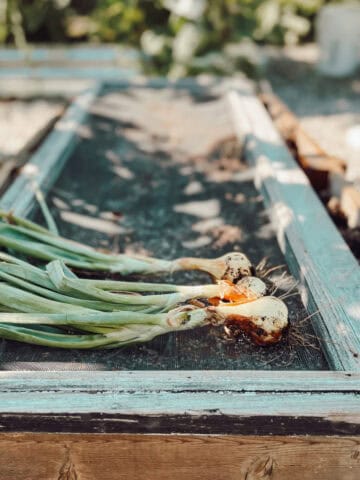 A raised garden bed covered with a screen with harvested onions laying across it.