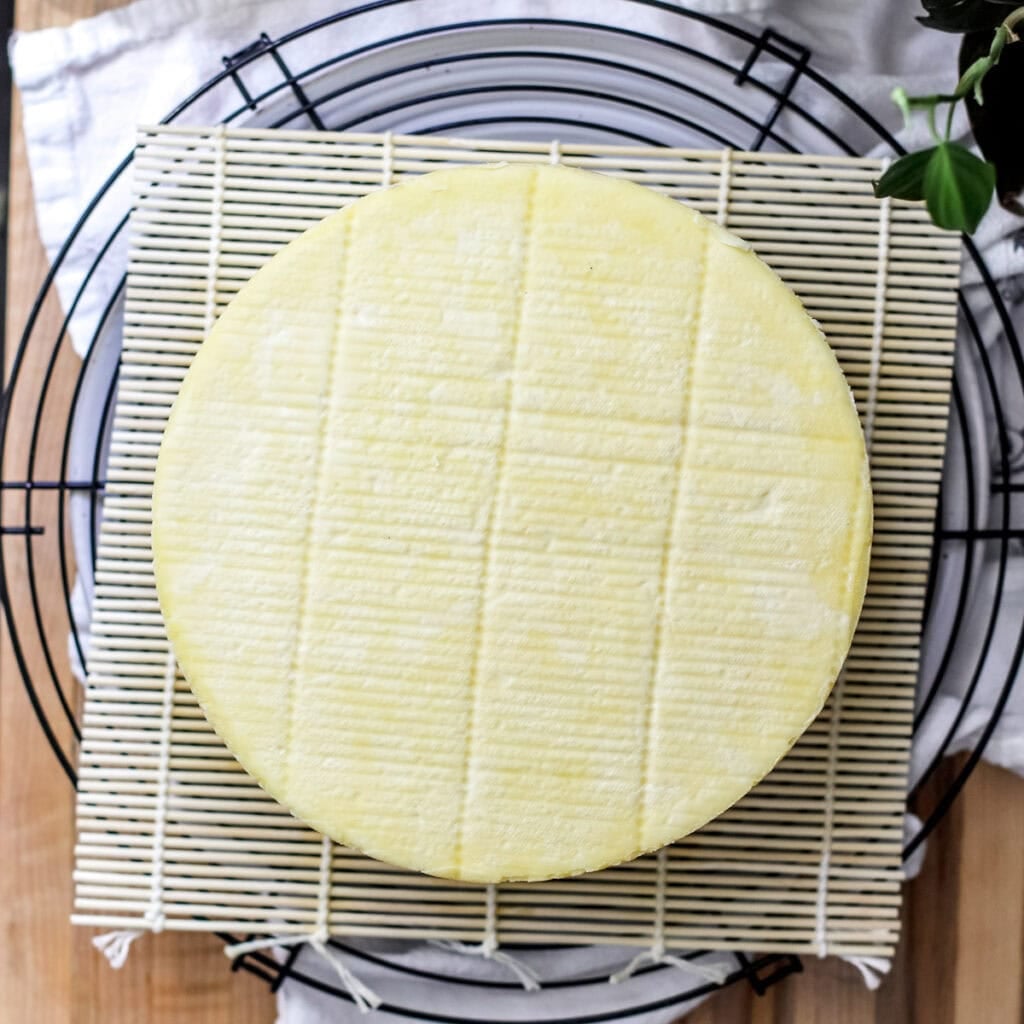 A top view of homemade cheddar cheese.