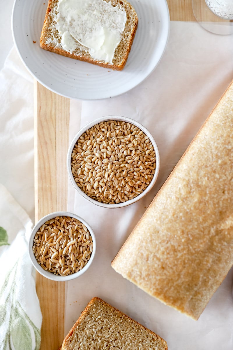 A loaf of whole wheat sourdough sandwich bread with two bowls showing khorasan and hard white wheat berries.