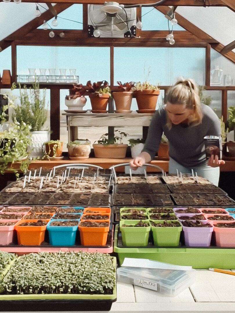 A gardener starting seeds with a large table in a greenhouse filled with trays and pots.