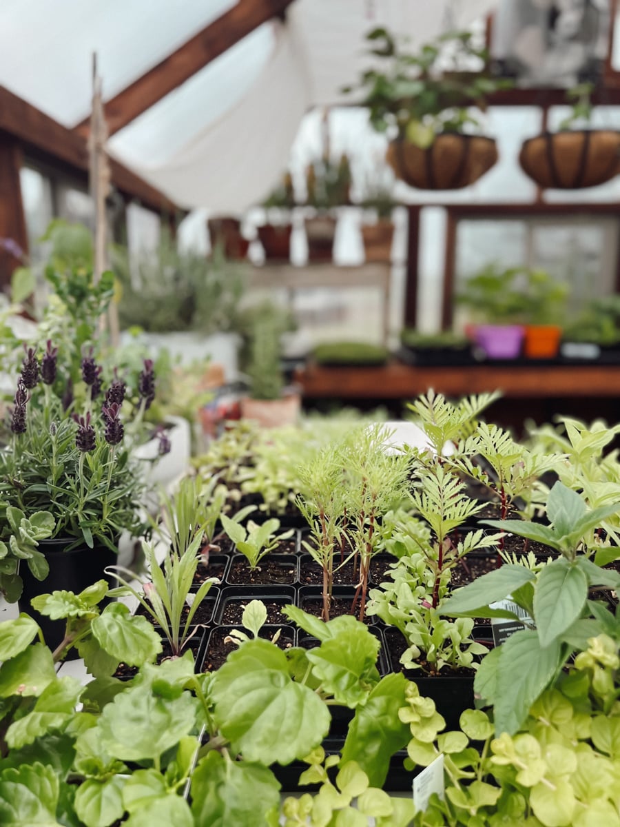 A greenhouse bursting with seedlings including nasturtiums, cosmos, zinnias and vegetables.
