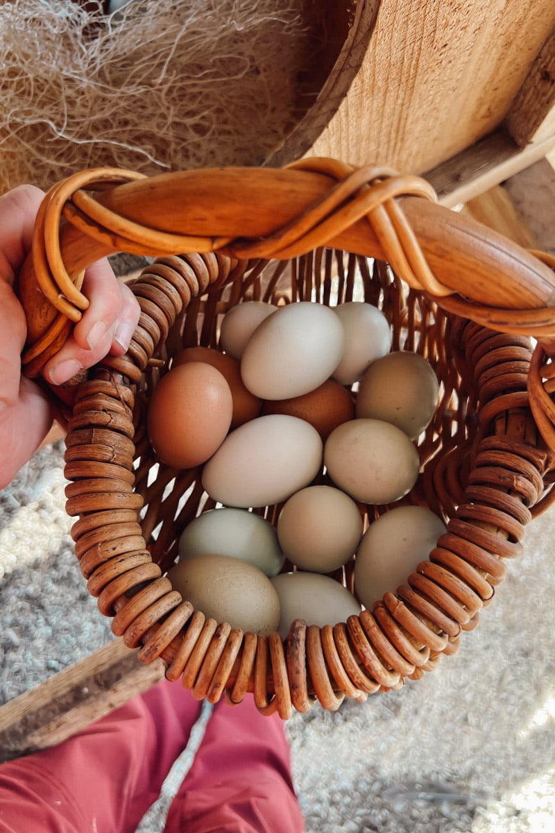 A wicker basket of freshly collected eggs.
