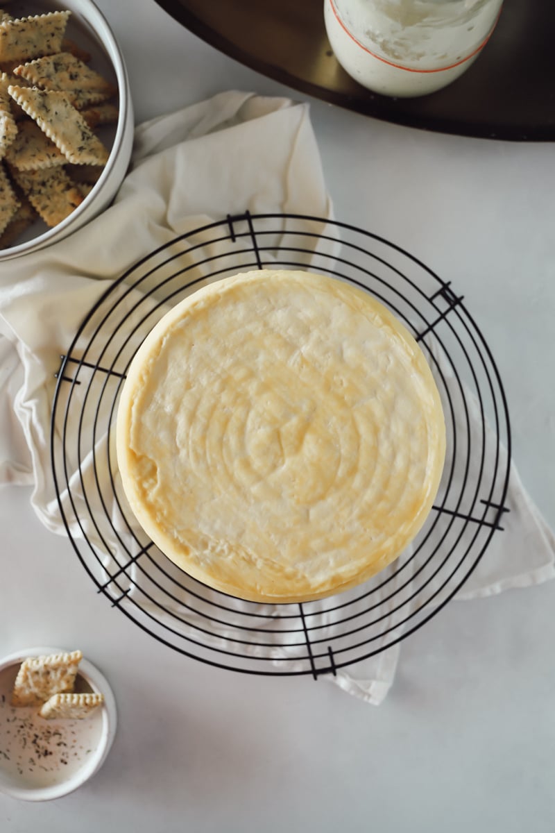 fresh homemade gouda cheese wheel cooling on rack with crackers and milk in background.