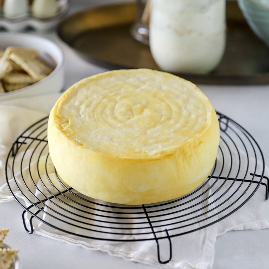 homemade gouda cheese wheel ready for aging on cooling rack.