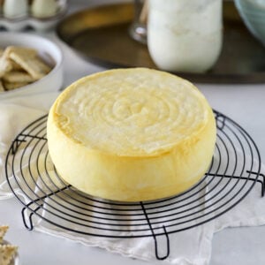 homemade gouda cheese wheel ready for aging on cooling rack.