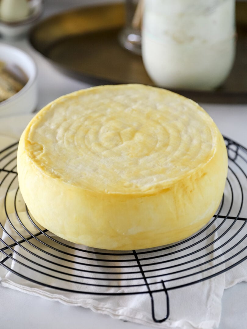homemade gouda cheese wheel ready for aging on cooling rack.