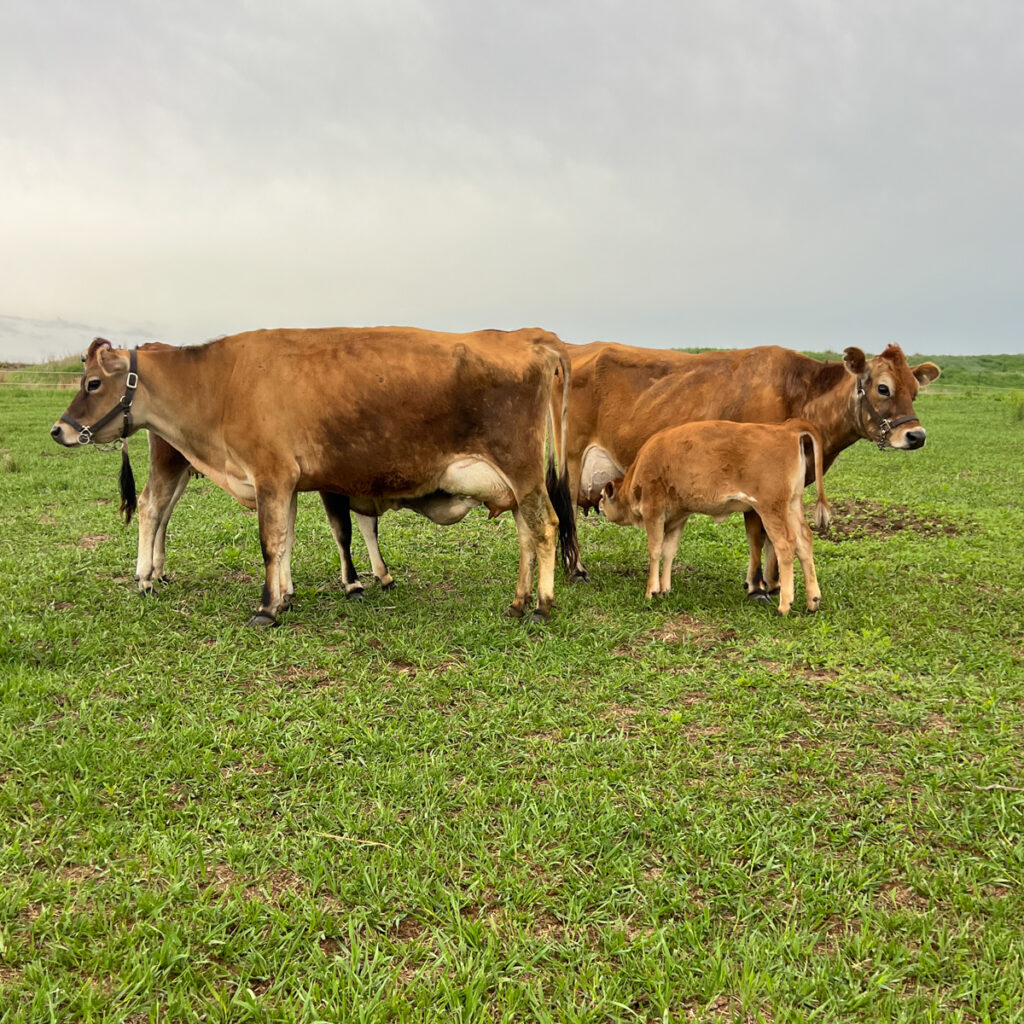 Two Jersey cows standing in a green pasture while their calves nurse beneath a stormy Kansas sky on a family homestead.